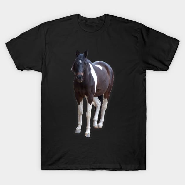 American Paint Horse T-Shirt by Sharonzoolady